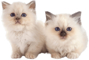 2 kittens after low cost pet vaccines Los Angeles