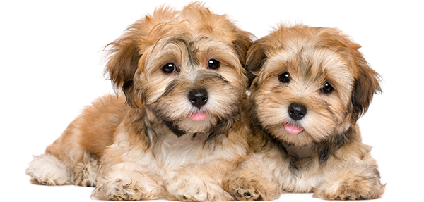 puppies